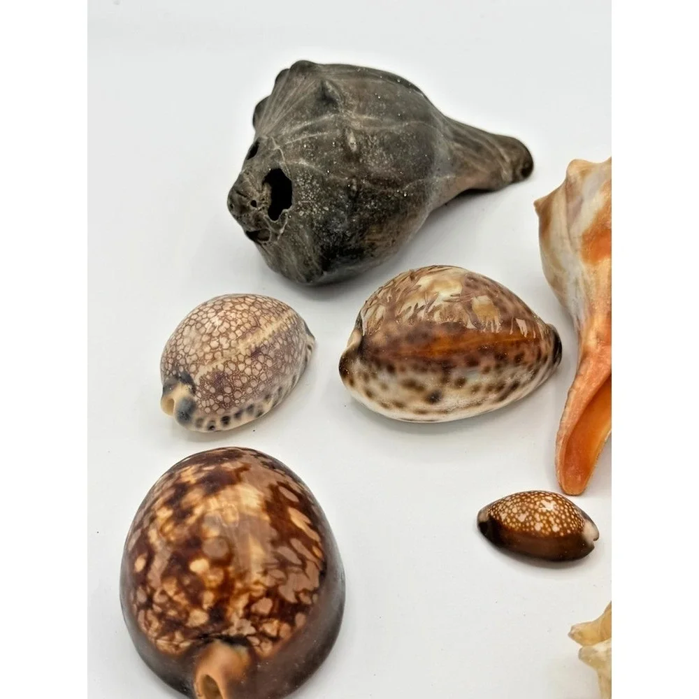Mixed Seashell Lot Conch Cowrie Ocean Shells Assorted Beach Decor Craft Display